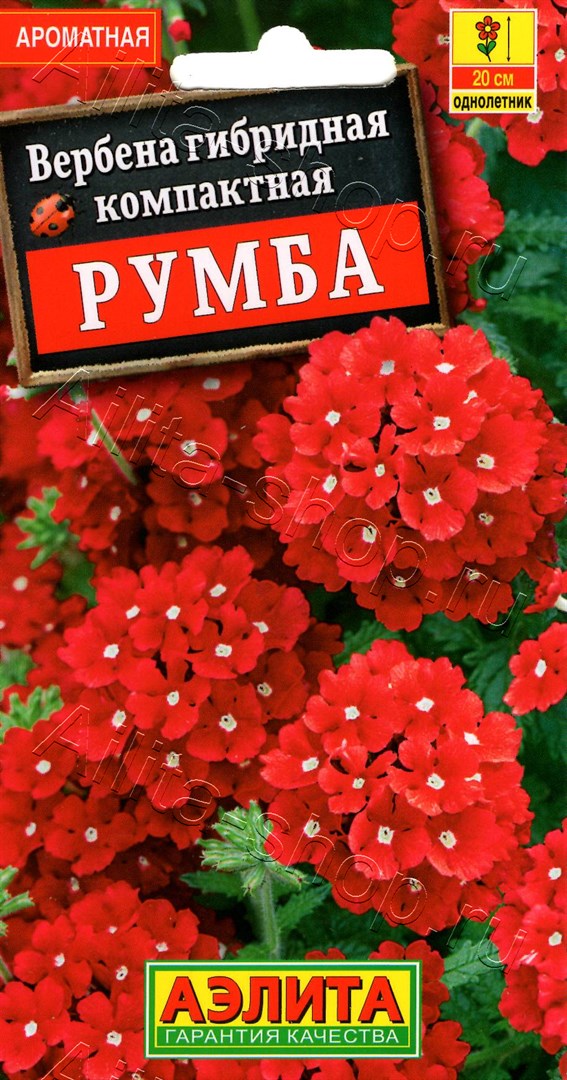 Вербена Румба 30шт