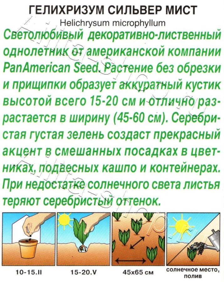 Гелихризум Сильвер мист 3шт