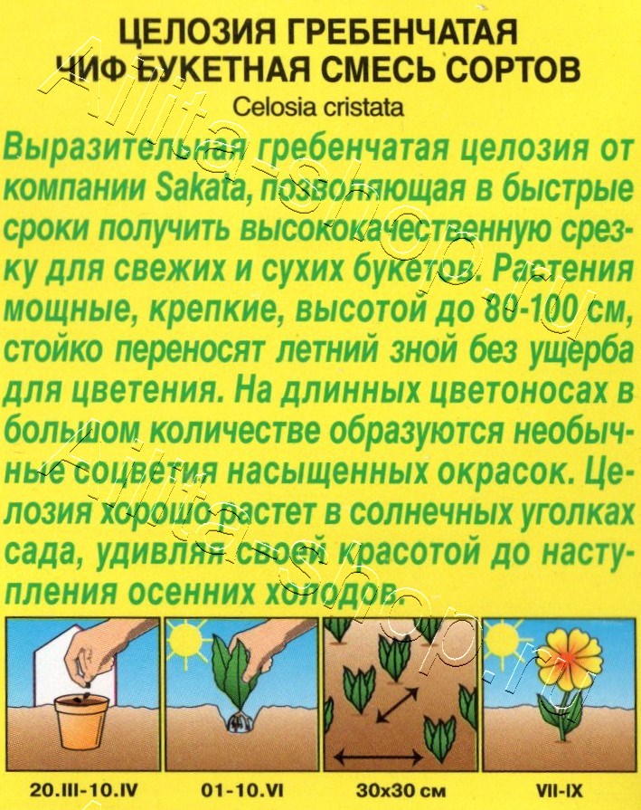 Целозия гребенчатая Чиф букетная, смесь сортов 10шт