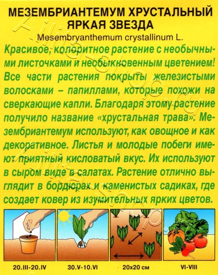 Мезембриантемум Яркая звезда 0,03г