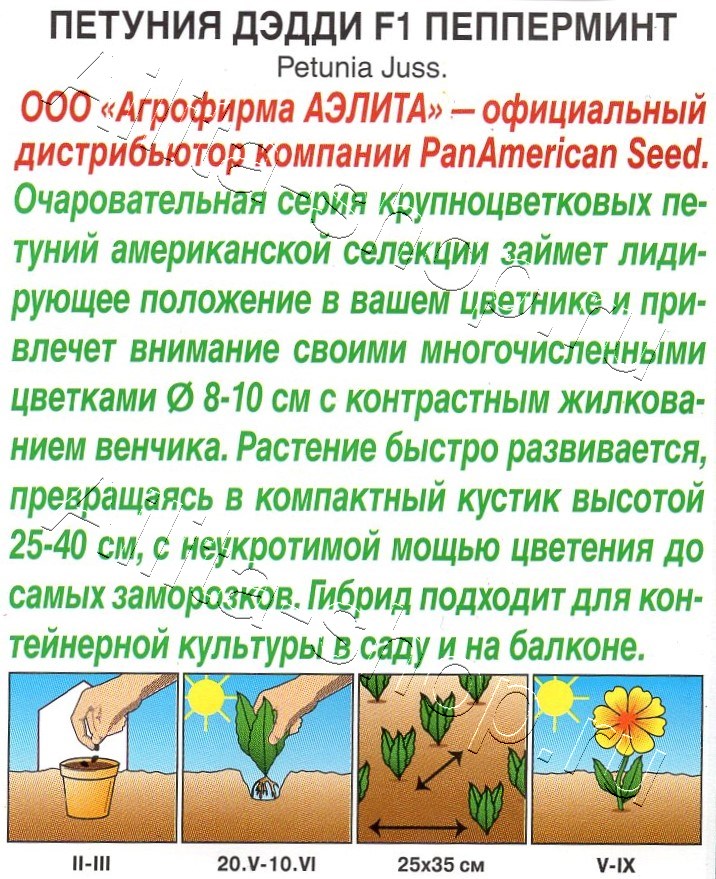 Петуния Дэдди F1 пепперминт 7шт