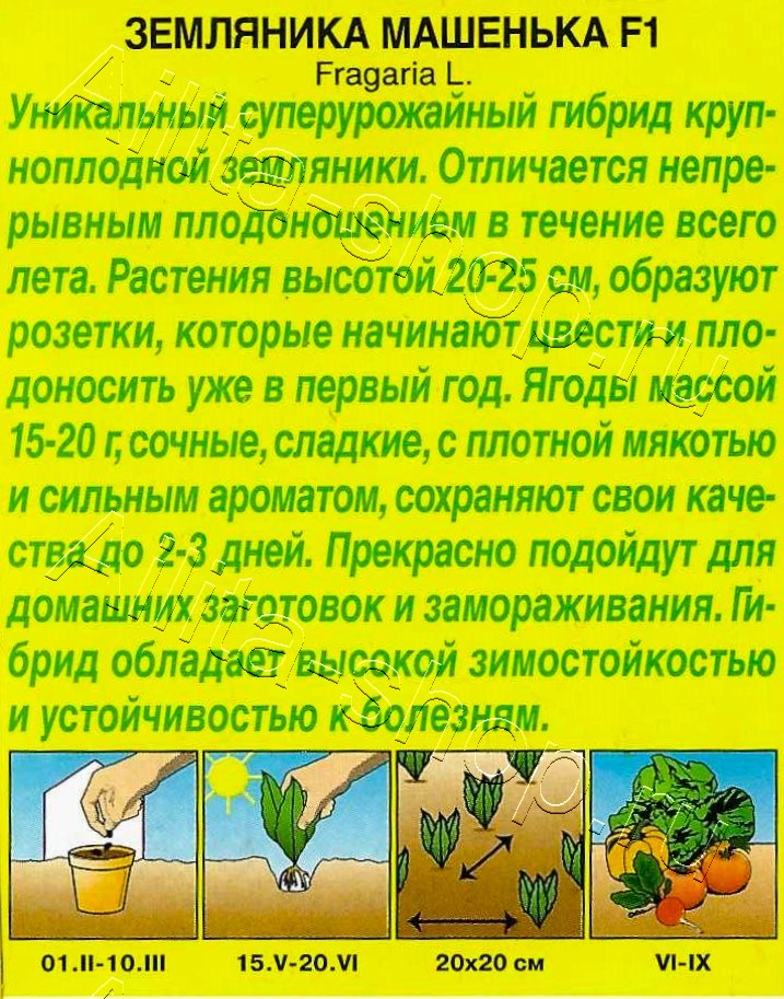 Земляника Машенька F1 10шт