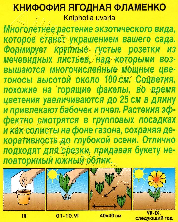 Книфофия ягодная Фламенко 30шт