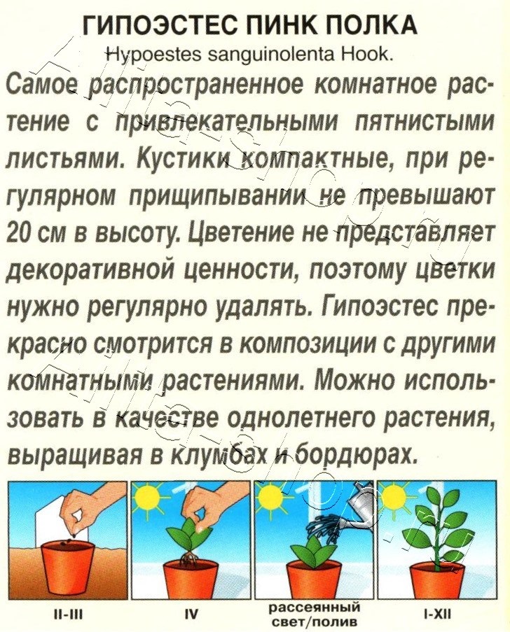 Гипоэстес Пинк Полка 20шт