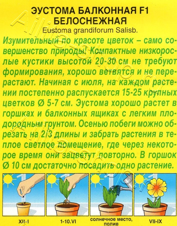 Эустома Балконная F1 белоснежная 5шт