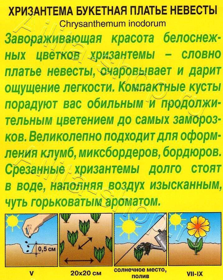 Хризантема махровая Платье невесты 0,05г