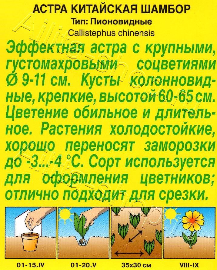 Астра Шамбор пионовидная 0,2г