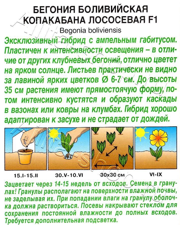 Бегония боливийская Копакабана F1 лососевая 5шт