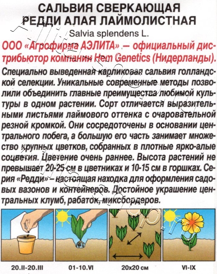 Сальвия Редди алая лаймолистная 7шт