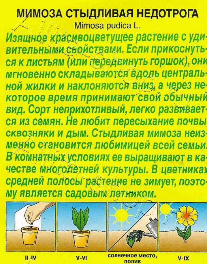 Мимоза Недотрога 10шт