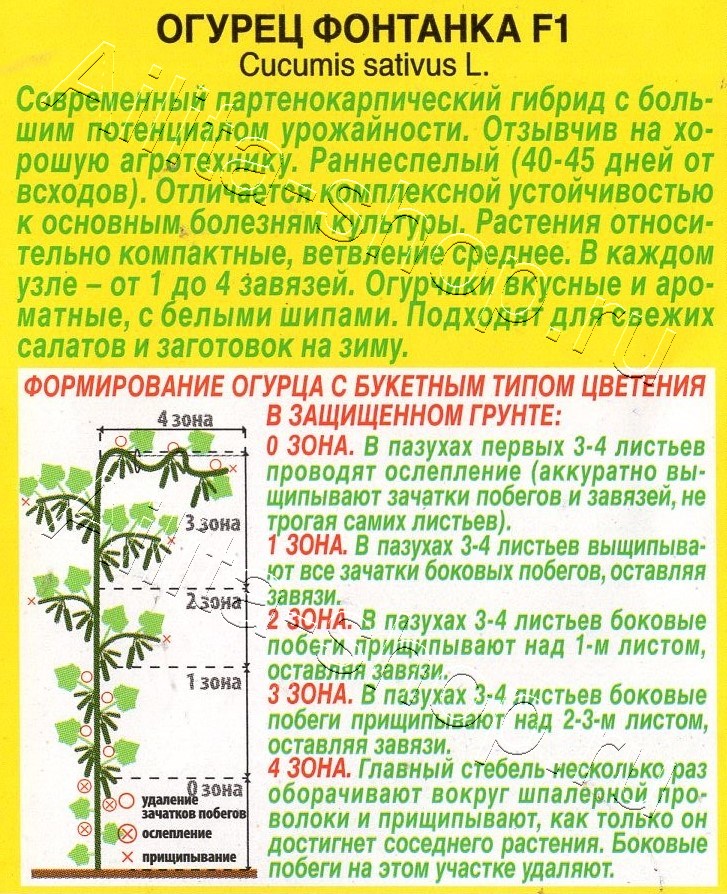 Огурец Фонтанка F1 10шт