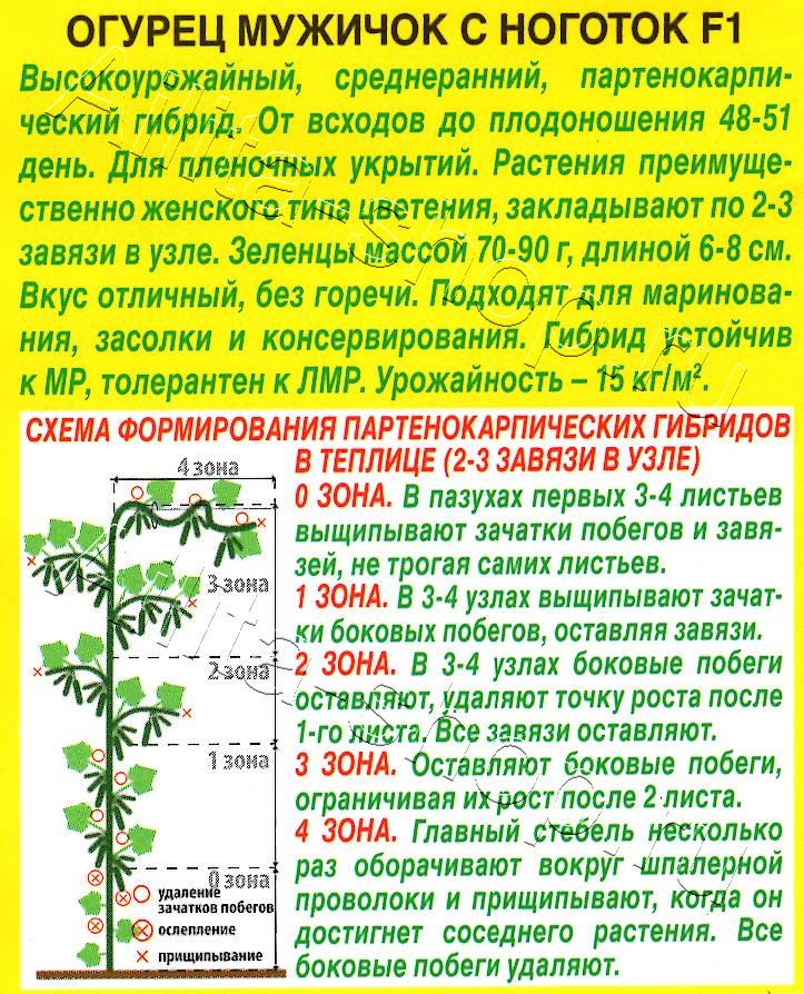 Огурец Мужичок с ноготок F1 10шт