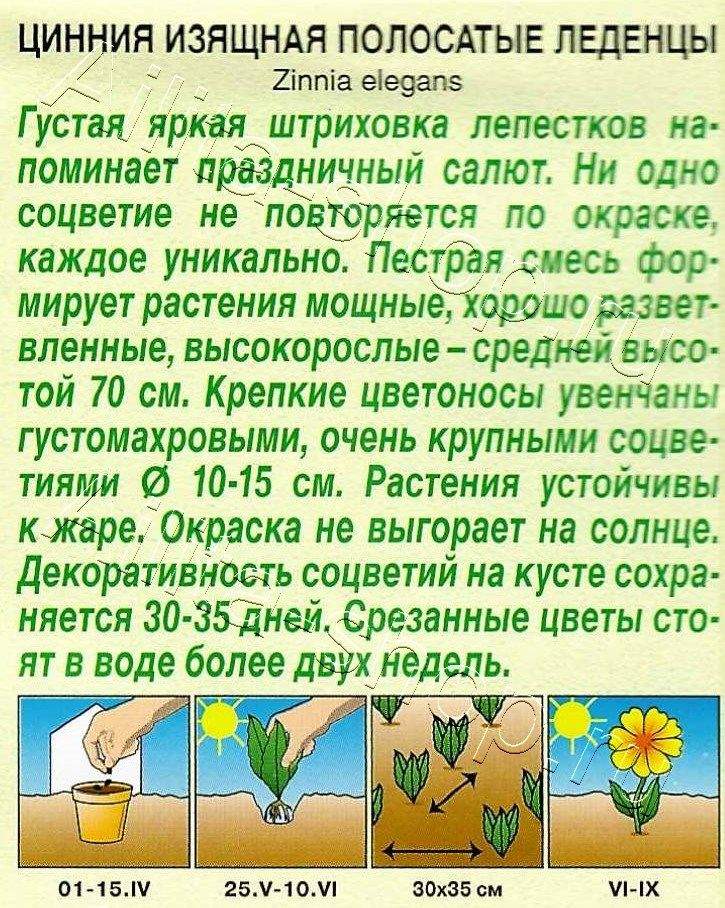 Цинния Полосатые леденцы, смесь окрасок 0,3г