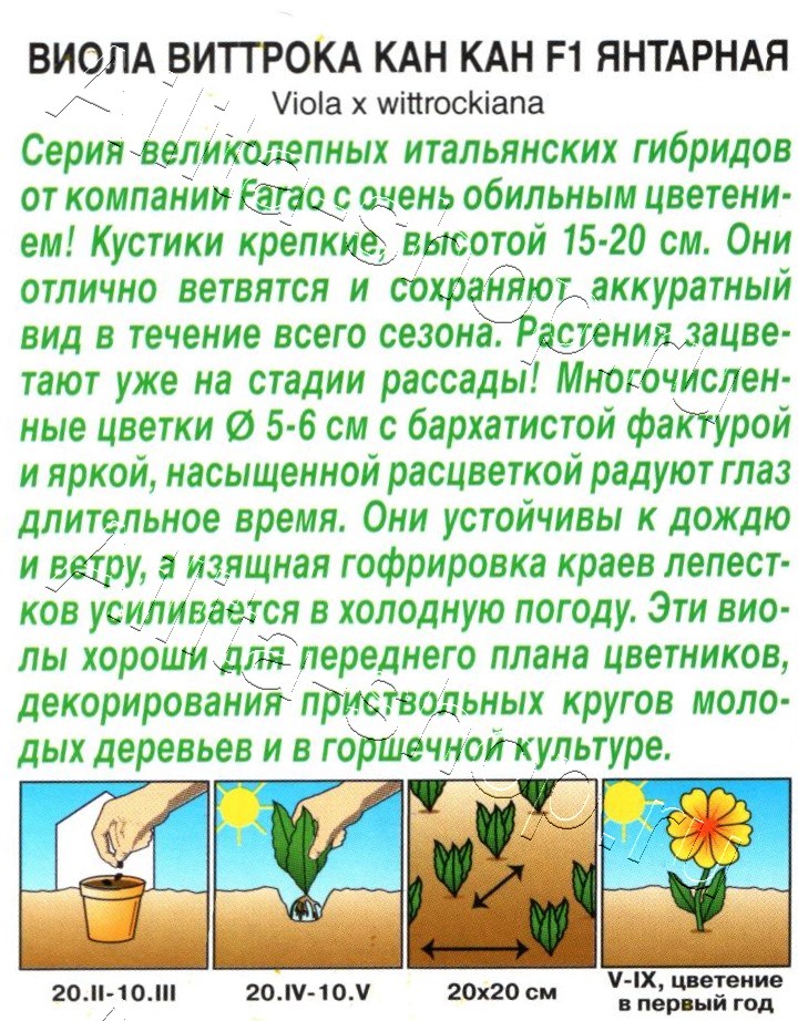 Виола Кан Кан F1 янтарная 7шт