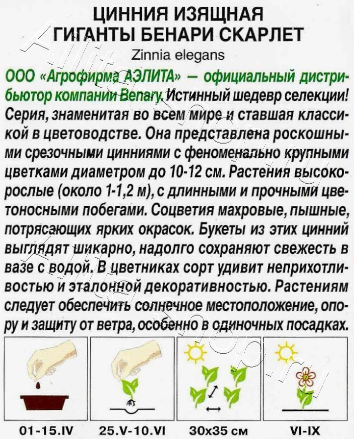 Цинния Гиганты Бенари скарлет 7шт