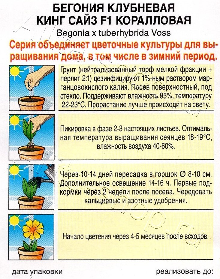 Бегония клубневая Кинг Сайз F1 коралловая 5шт