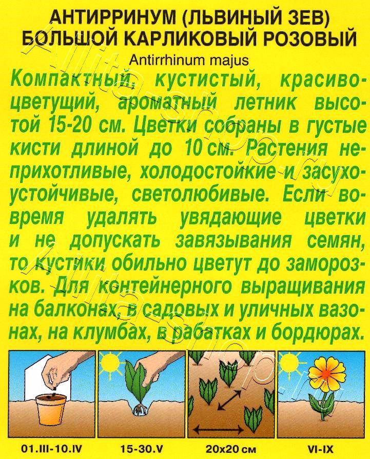 Львиный зев карликовый розовый 10шт