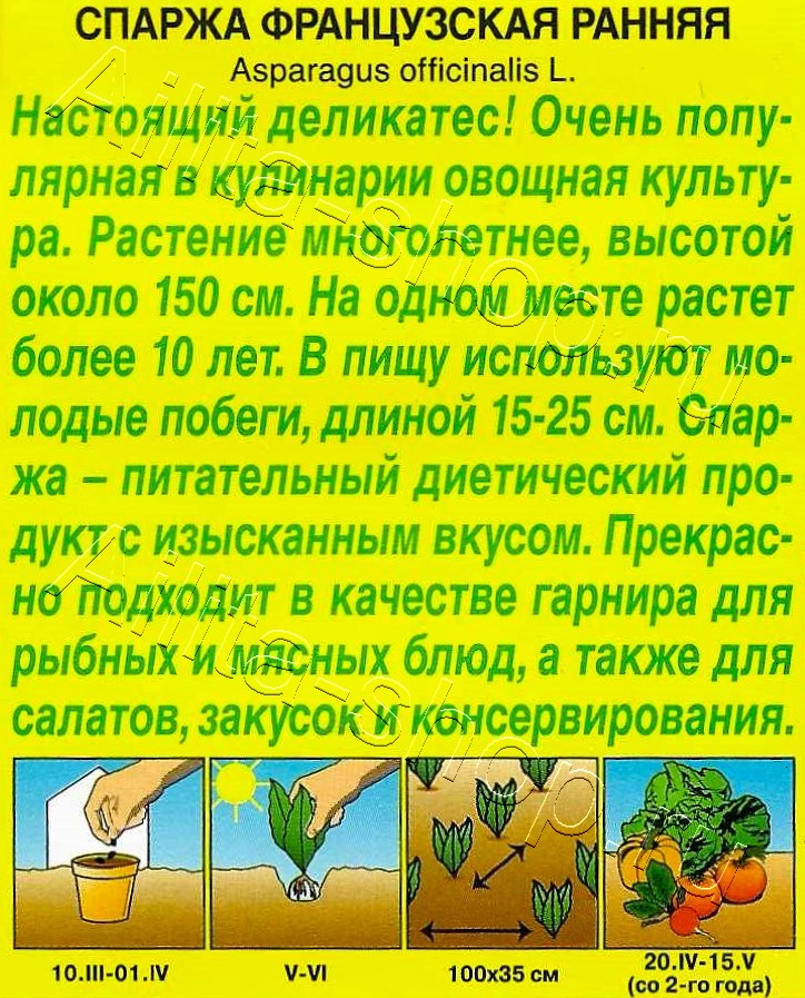 Спаржа Французская ранняя 20шт