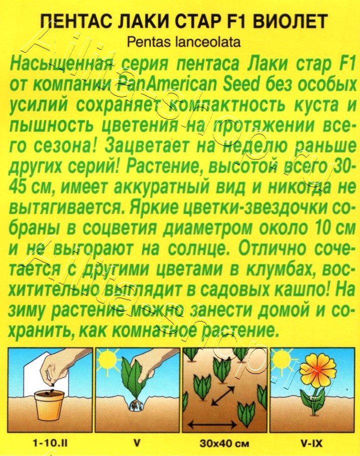 Пентас Лаки стар F1 виолет 3шт