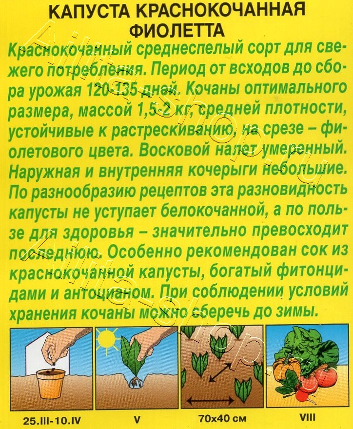 Капуста к/к Фиолетта 0,3г