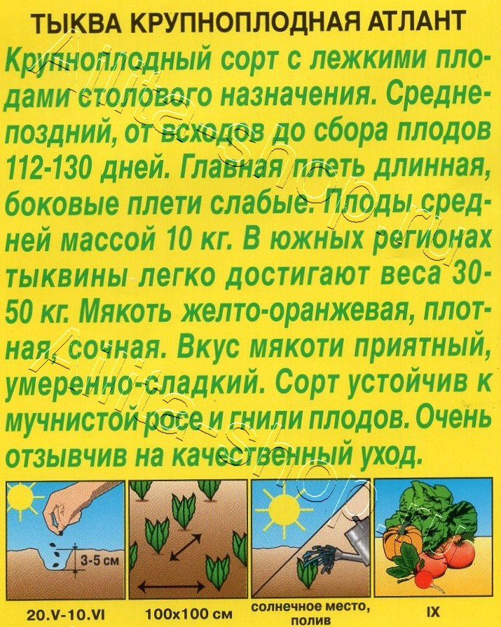 Тыква крупноплодная Атлант 2г