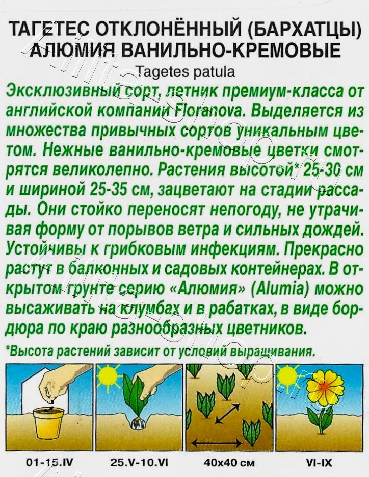 Бархатцы Алюмия ванильно-кремовые 7шт