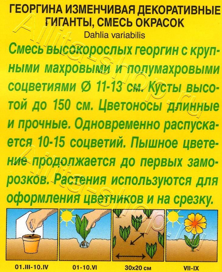 Георгина Декоративные гиганты, смесь окрасок 0,2г