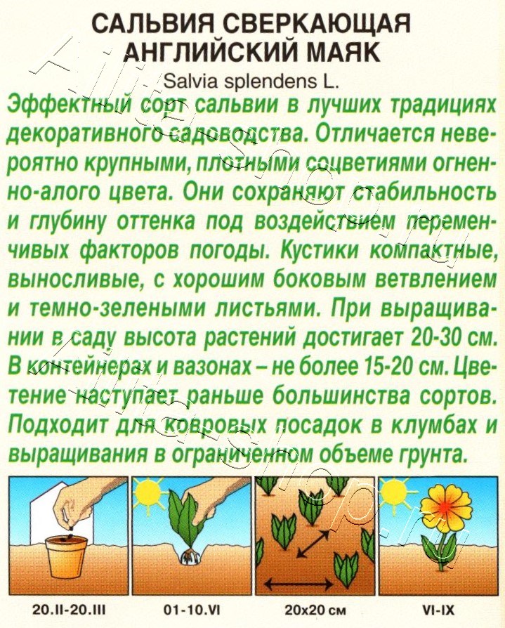 Сальвия сверкающая Английский маяк 7шт