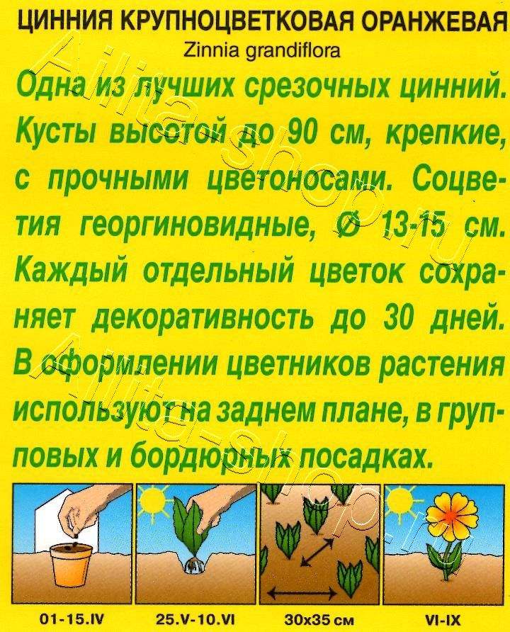 Цинния Крупноцветковая оранжевая 0,3г