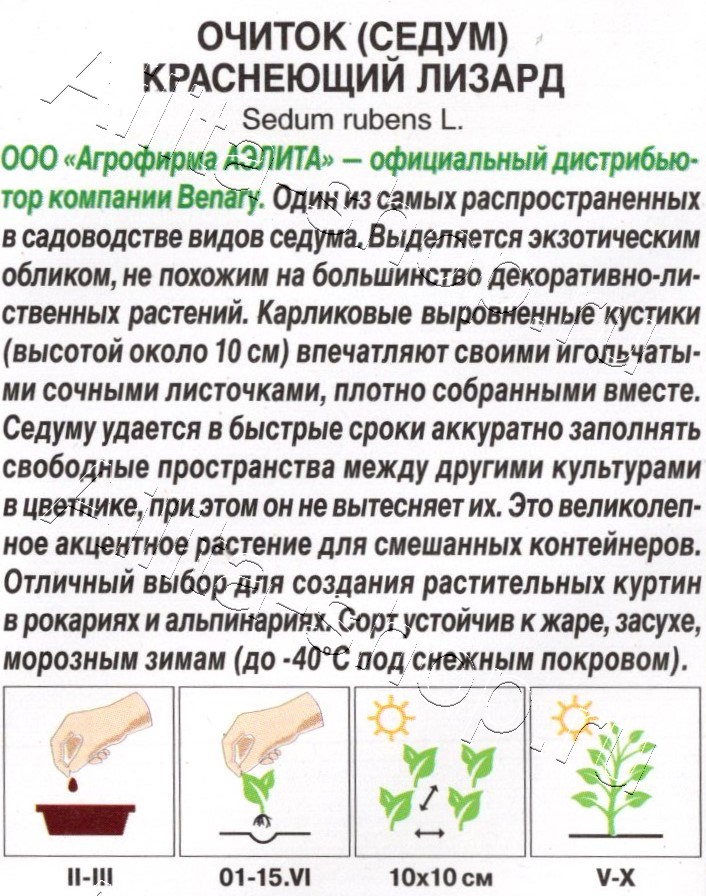 Очиток (Седум) краснеющий Лизард 5шт