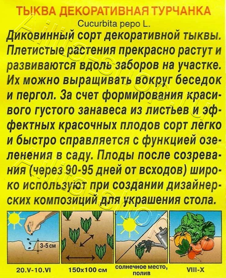 Тыква декоративная Турчанка 10шт