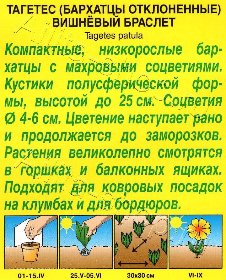 Бархатцы Вишневый браслет 0,3г