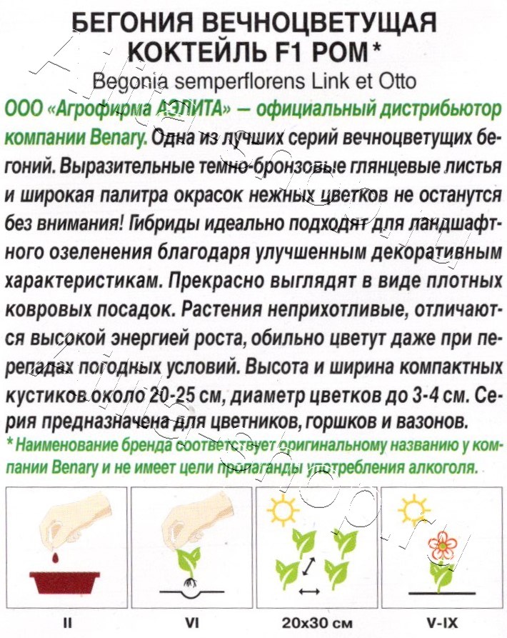 Бегония вечноцветущая Коктейль F1 ром 7шт