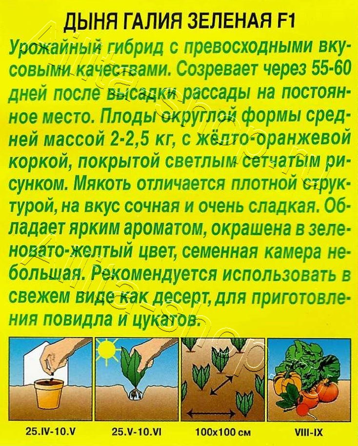 Дыня Галия зеленая F1 5шт