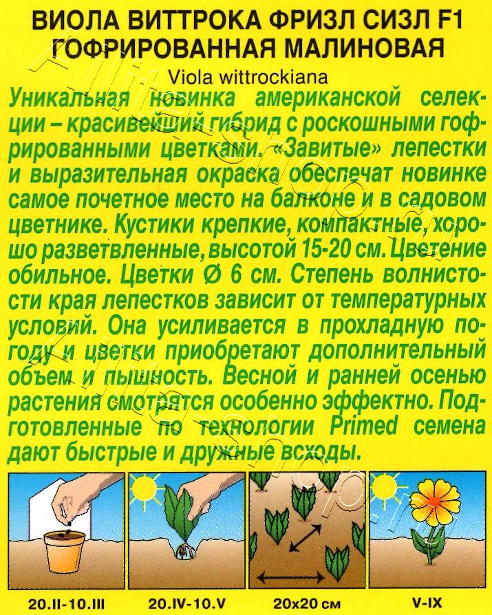 Виола Фризл Сизл F1 малиновая гофрированная 5шт