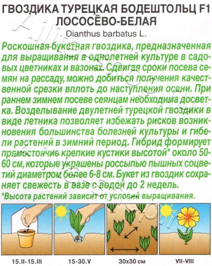 Гвоздика турецкая Бодештольц F1 лососёво-белая 7шт