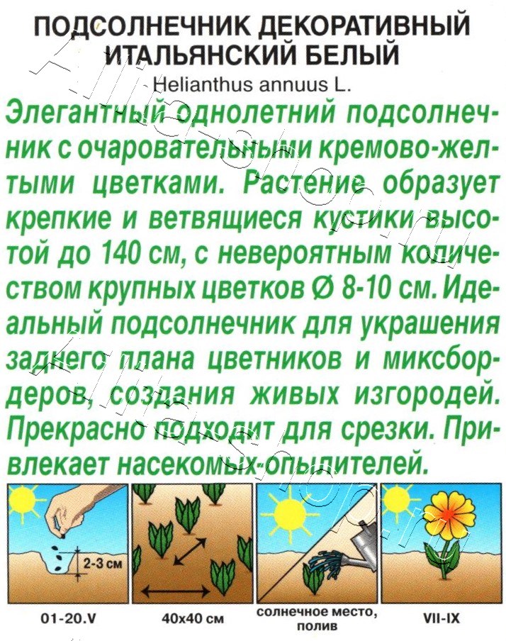 Подсолнечник декоративный Итальянский белый 0,3г