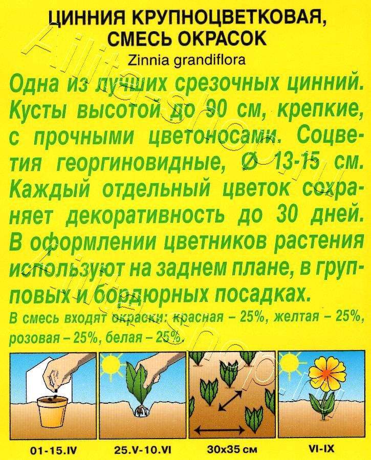 Цинния Крупноцветковая, смесь окрасок 0,5г