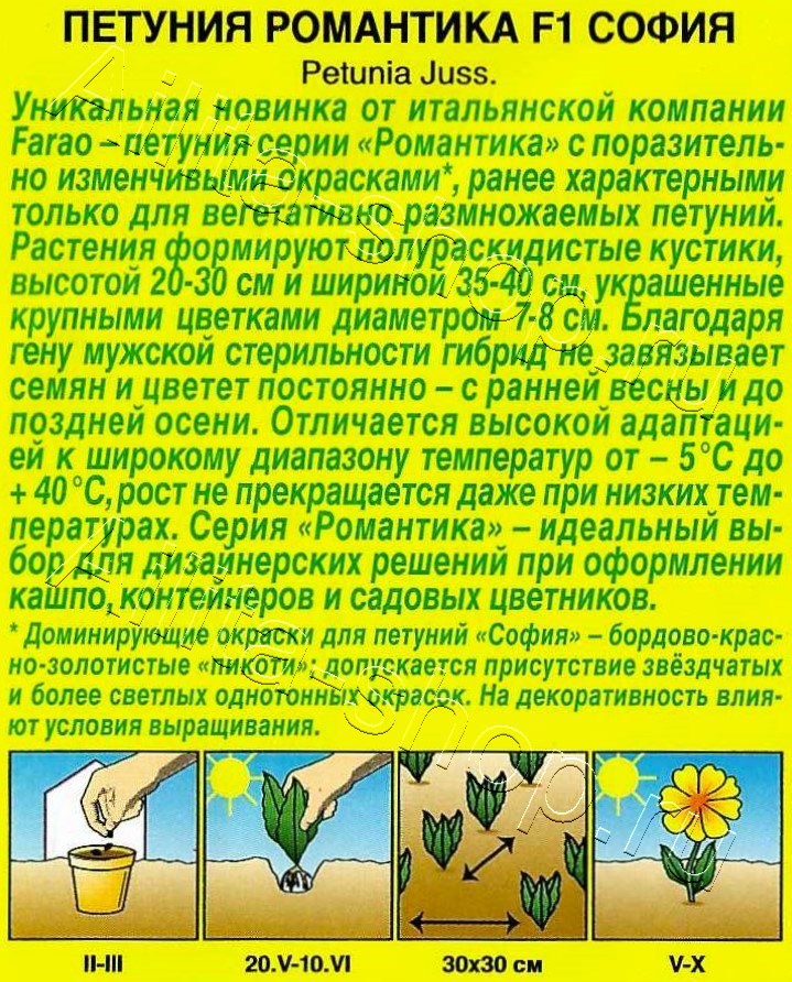 Петуния Романтика F1 софия 5шт