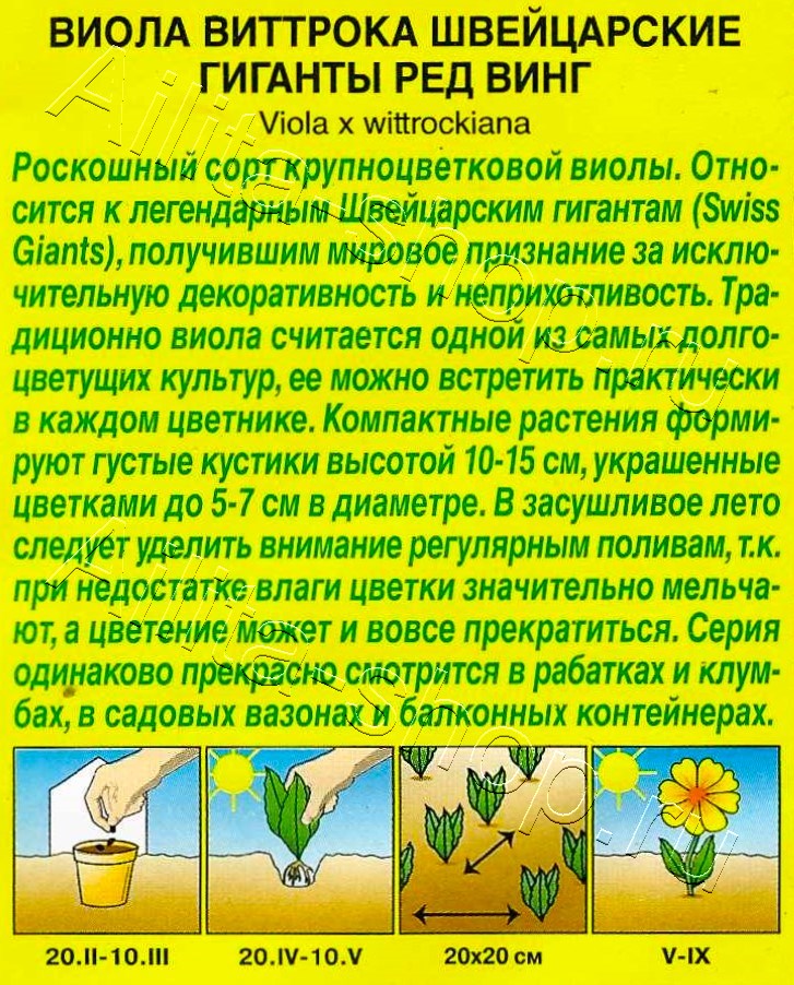 Виола Швейцарские гиганты ред винг 20шт