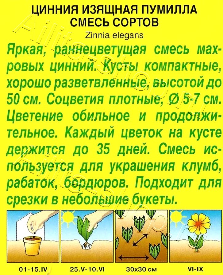 Цинния Пумилла, смесь окрасок 0,3г