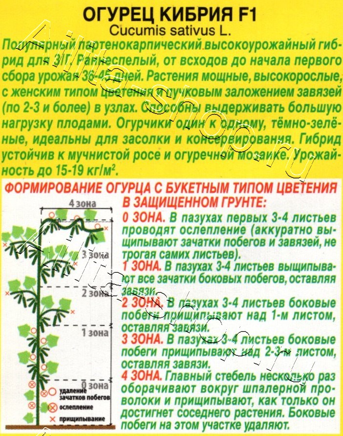 Огурец Кибрия F1 5шт