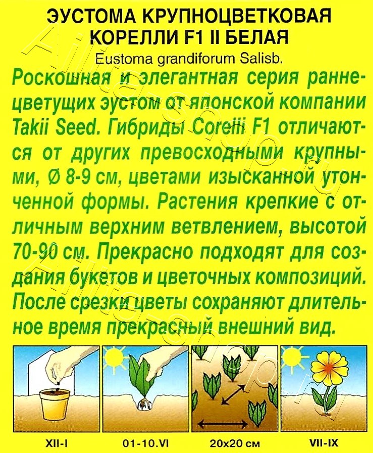 Эустома Корелли F1 белая 5шт