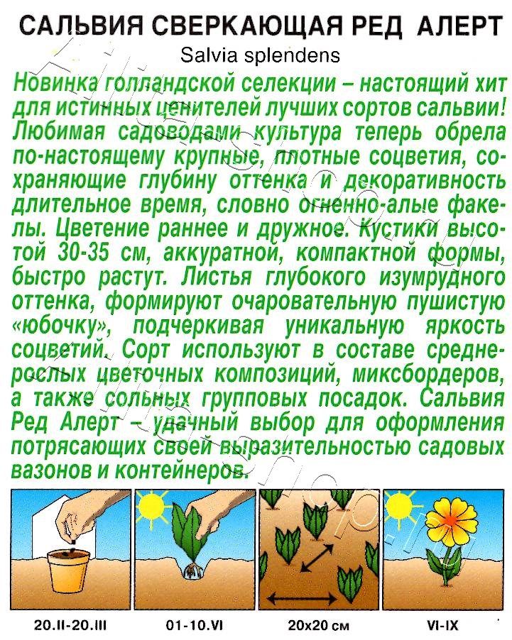 Сальвия сверкающая Ред Алерт 7шт