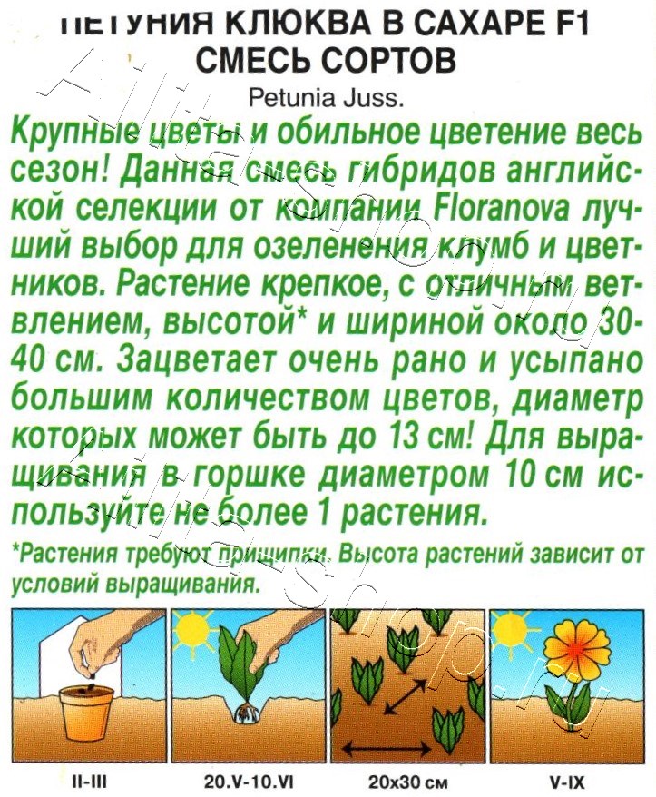 Петуния Клюква в сахаре F1 крупноцветковая, смесь сортов 7шт