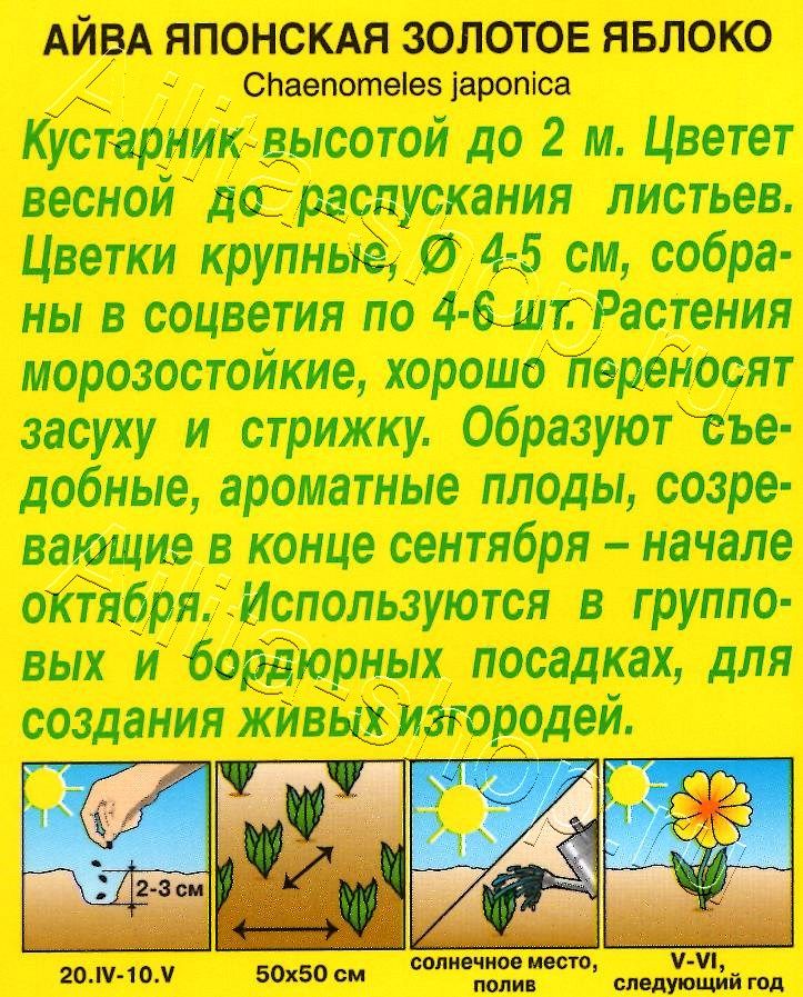 Айва японская Золотое яблоко 10шт