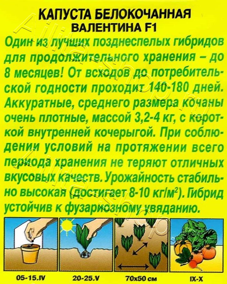 Капуста белокочанная Валентина F1 20шт