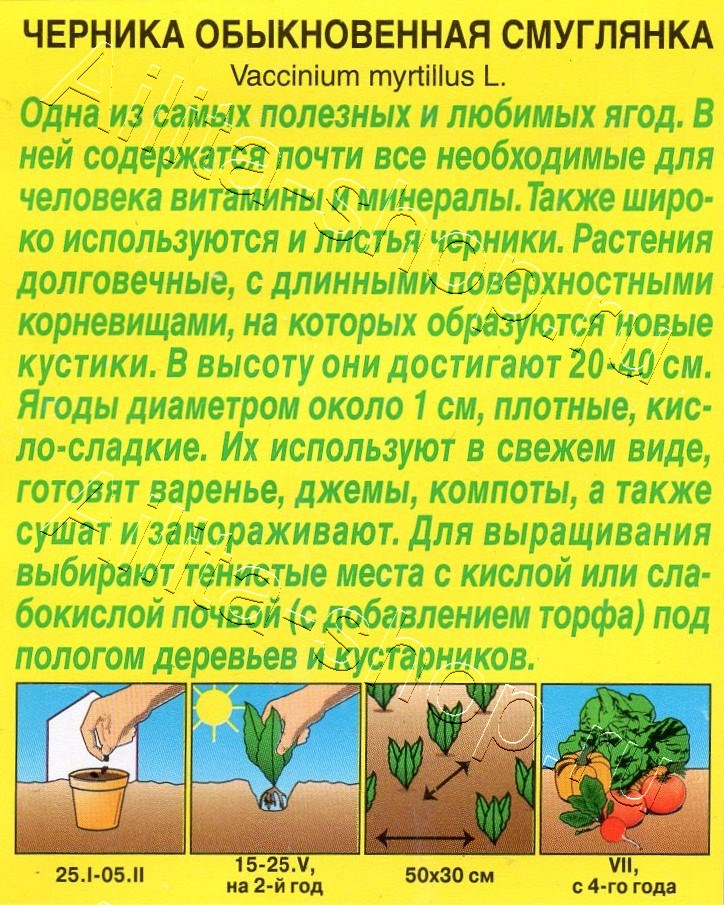 Черника обыкновенная Смуглянка 0,01г