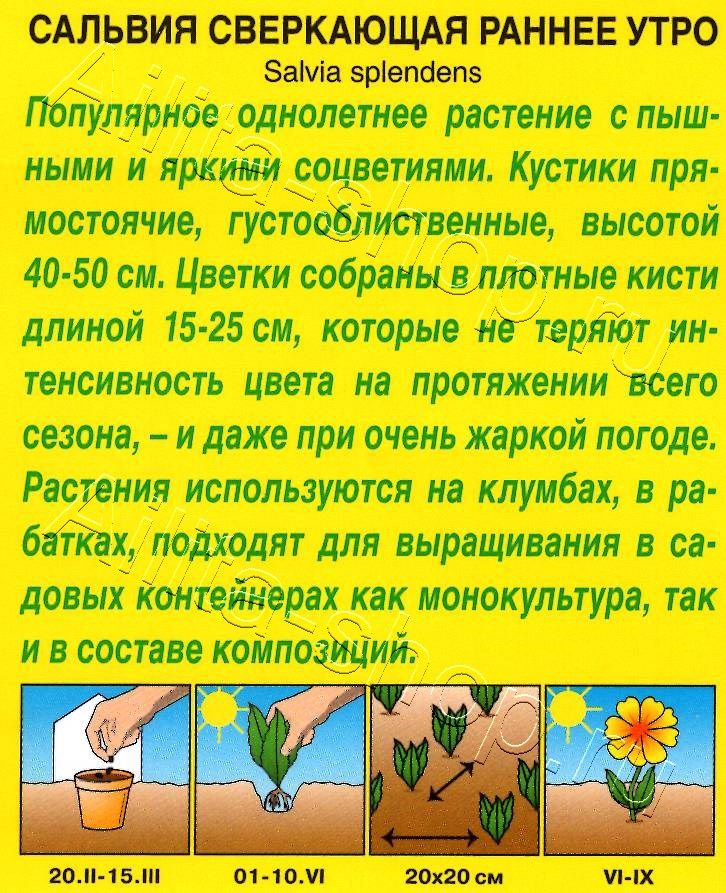 Сальвия Раннее утро 0,1г