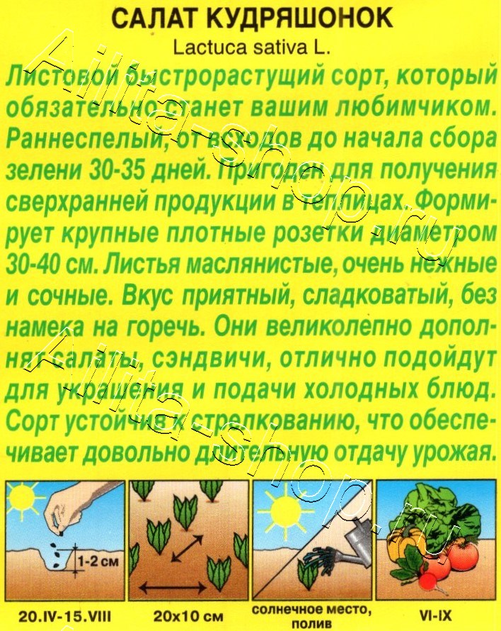 Салат Кудряшонок 0,5г